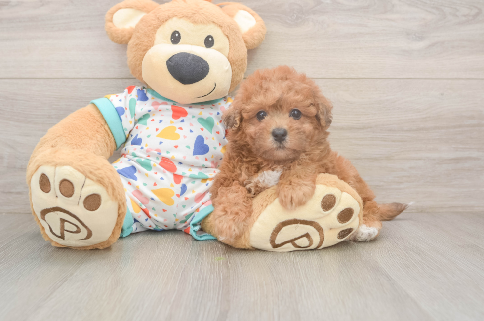5 week old Poochon Puppy For Sale - Puppy Love PR