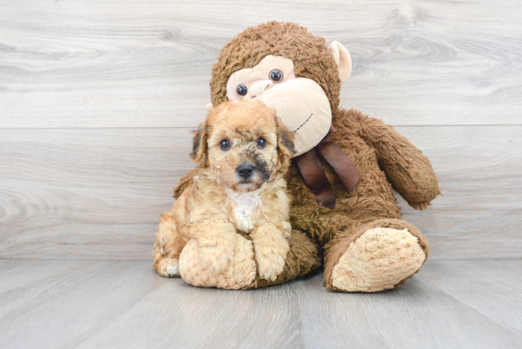 Meet Ziti - our Poochon Puppy Photo 1/3 - Puppy Love PR Cute Poochon Poodle Mix Pup