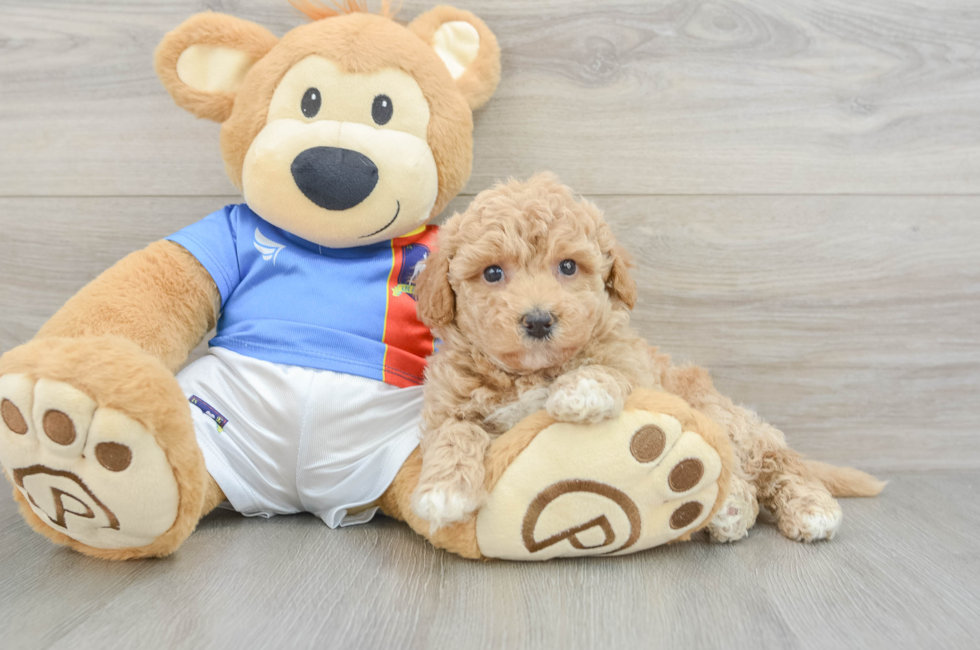 6 week old Poochon Puppy For Sale - Puppy Love PR