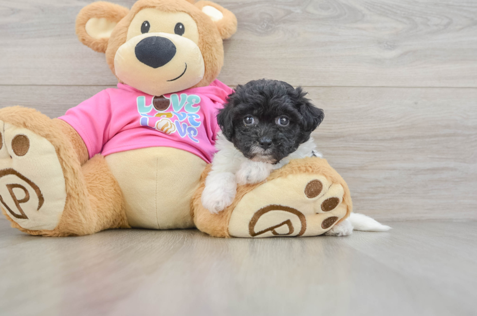 5 week old Poochon Puppy For Sale - Puppy Love PR
