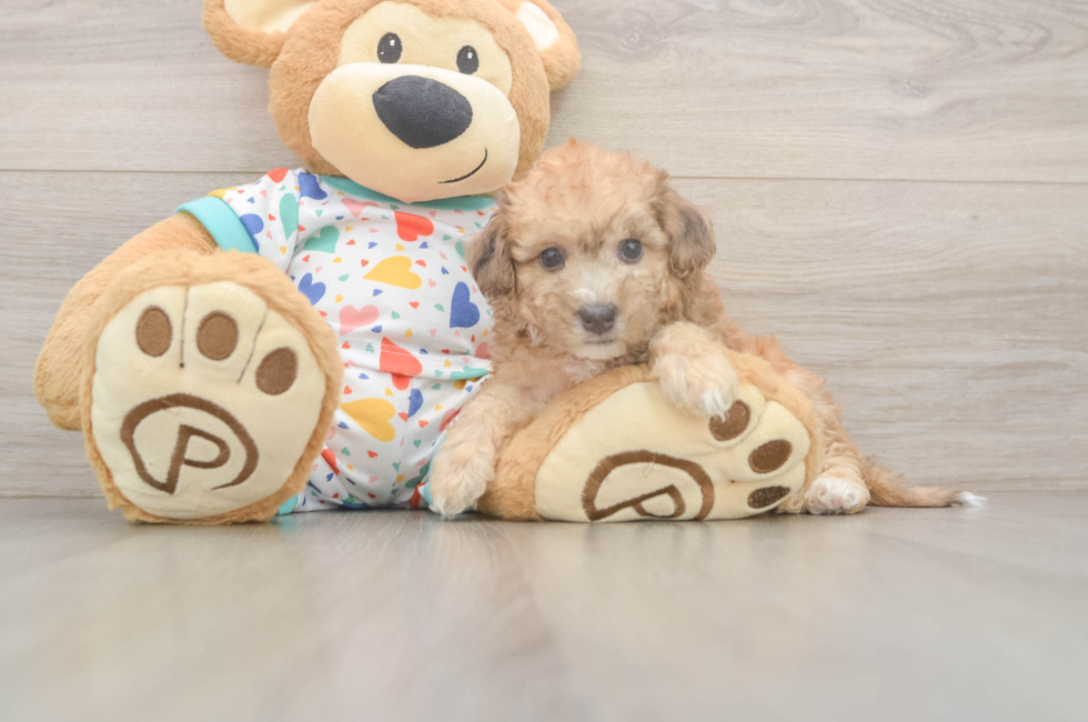 5 week old Poochon Puppy For Sale - Puppy Love PR