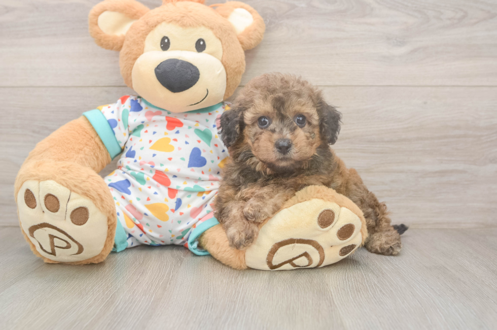 5 week old Poochon Puppy For Sale - Puppy Love PR