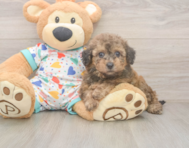 8 week old Poochon Puppy For Sale - Puppy Love PR 8 week old Poochon Puppy For Sale - Puppy Love PR