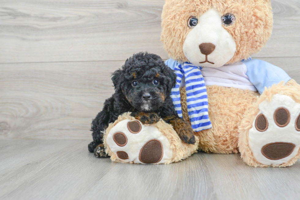 Energetic Pudle Purebred Puppy