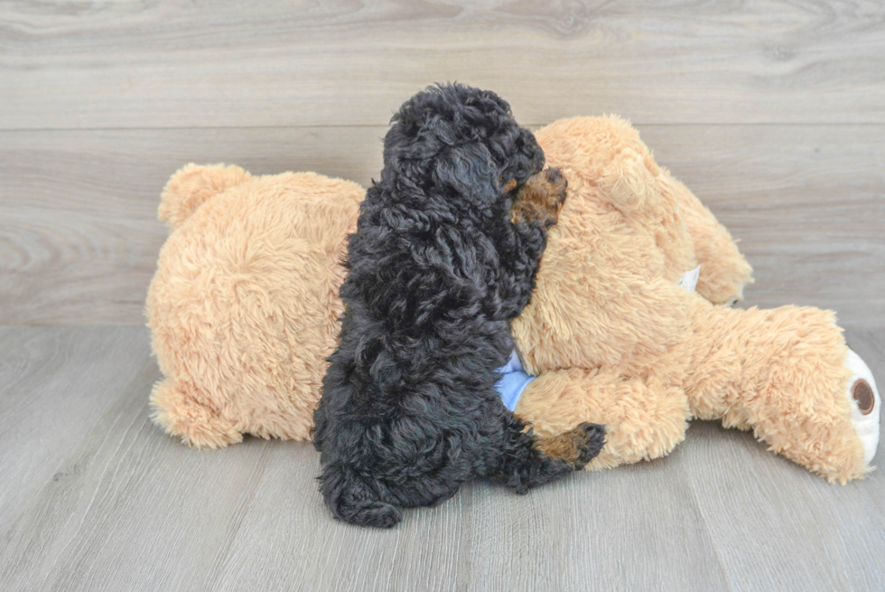 Small Poodle Purebred Pup