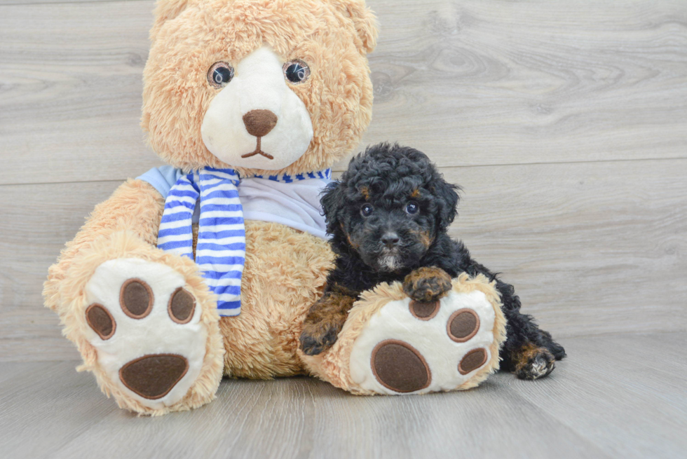 Hypoallergenic Poodle Purebred Pup