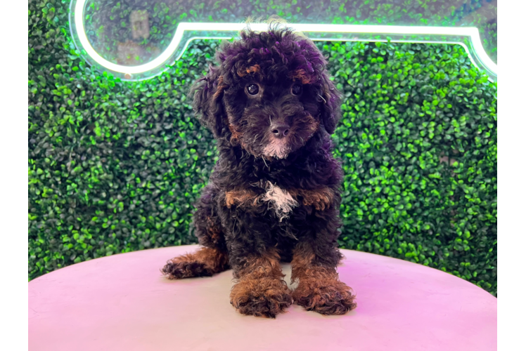 Poodle Pup Being Cute