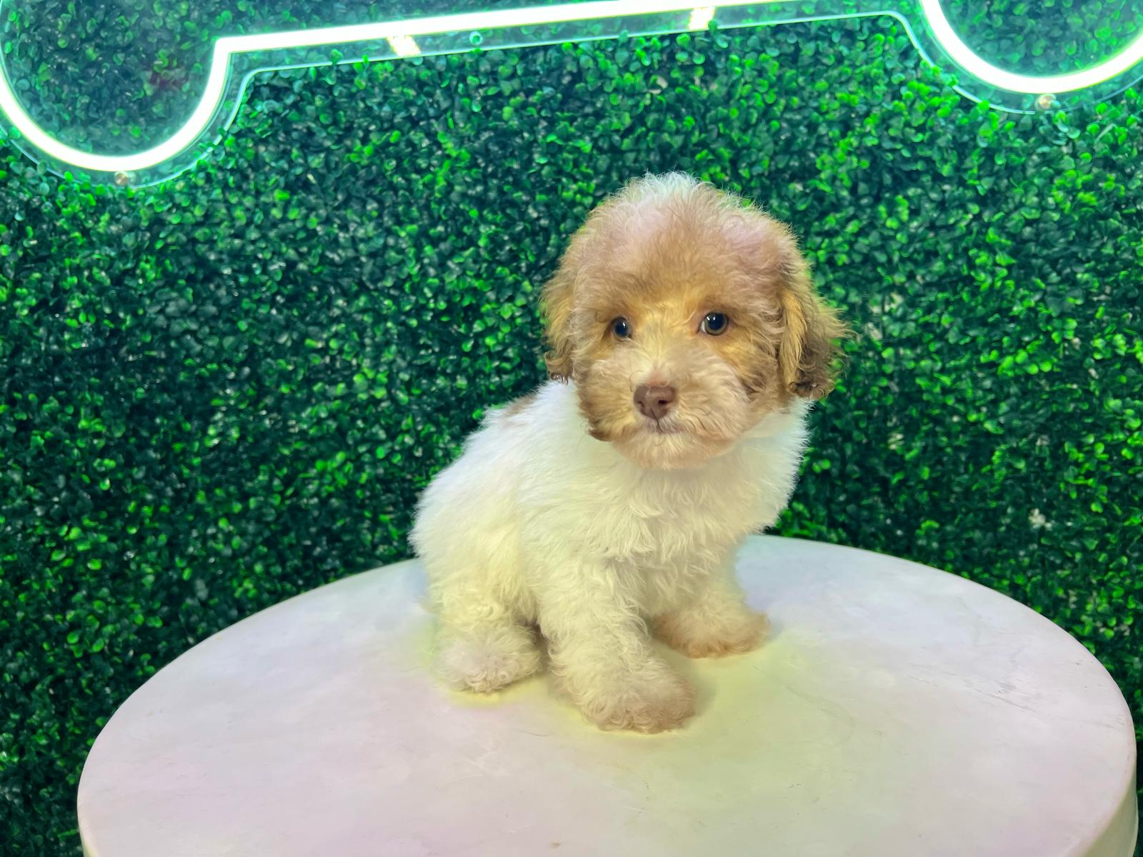 Poodle Puppy for Adoption