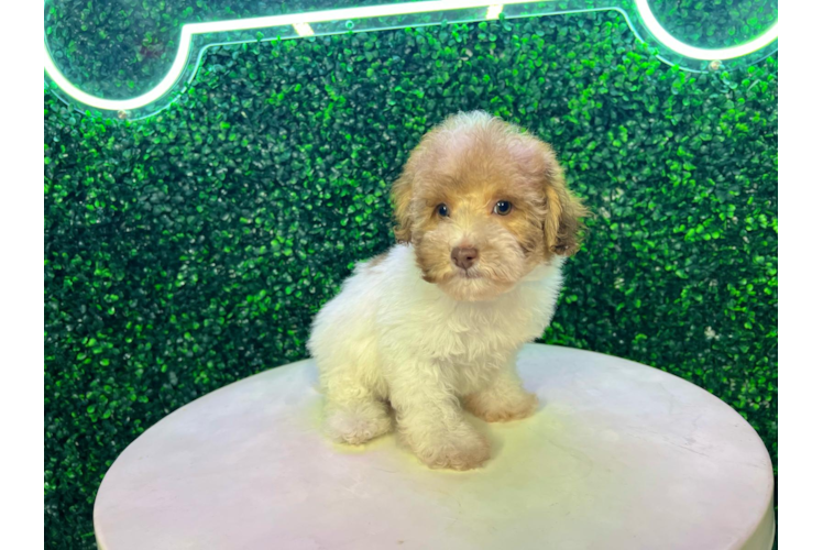 Meet Adobe - our Poodle Puppy Photo 1/4 - Puppy Love PR Poodle Puppy for Adoption