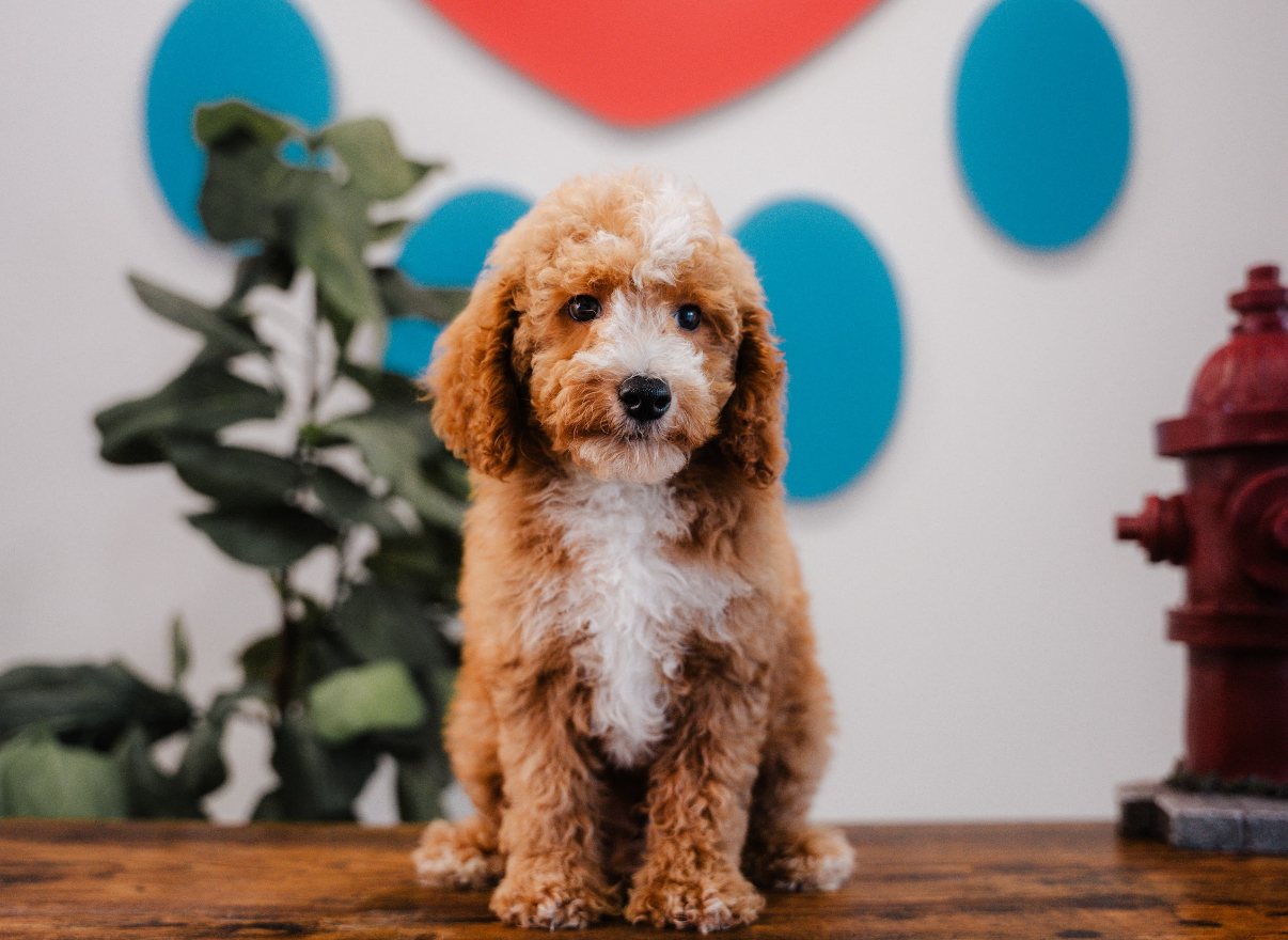 Cute Poodle Purebred Pup