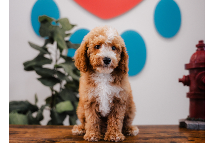 Meet Adobe - our Poodle Puppy Photo 1/4 - Puppy Love PR Cute Poodle Purebred Pup
