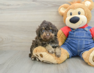 5 week old Poodle Puppy For Sale - Puppy Love PR