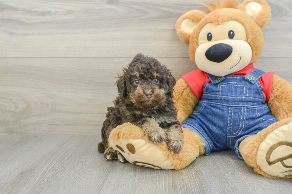 5 week old Poodle Puppy For Sale - Puppy Love PR