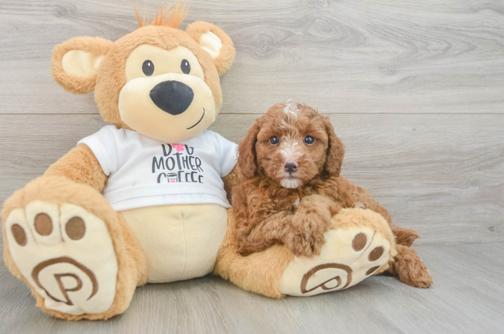 7 week old Poodle Puppy For Sale - Puppy Love PR