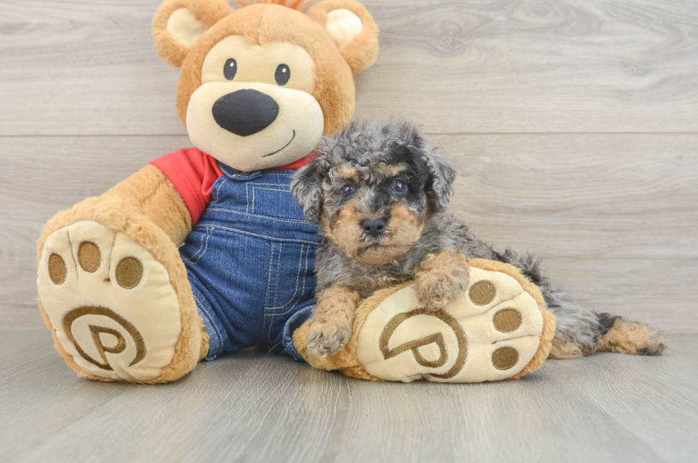 5 week old Poodle Puppy For Sale - Puppy Love PR