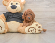 6 week old Poodle Puppy For Sale - Puppy Love PR