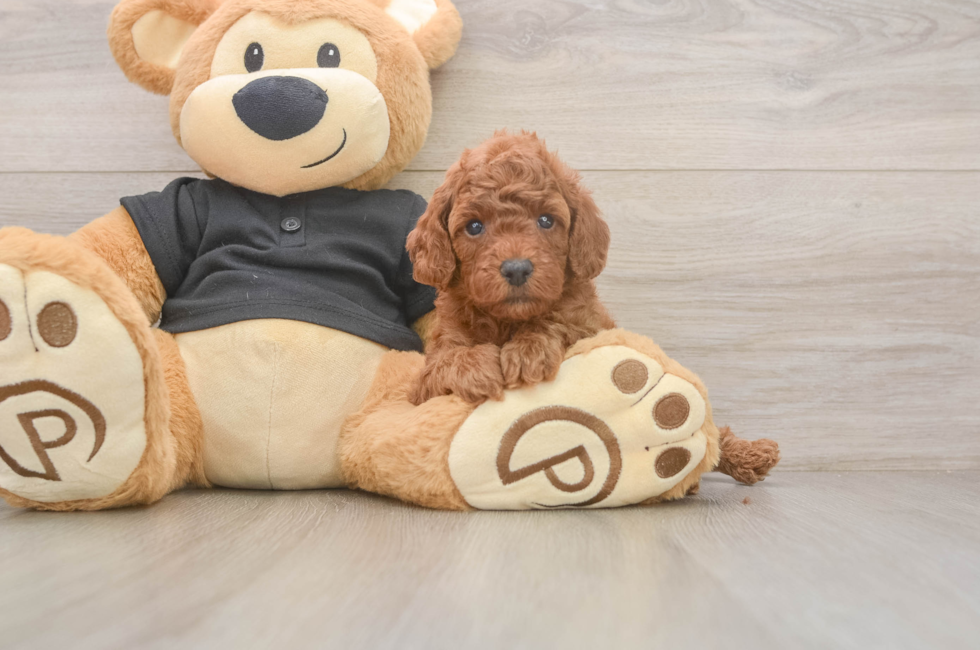 5 week old Poodle Puppy For Sale - Puppy Love PR