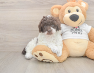 8 week old Poodle Puppy For Sale - Puppy Love PR