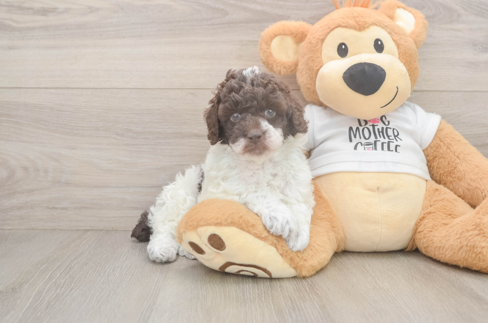 7 week old Poodle Puppy For Sale - Puppy Love PR