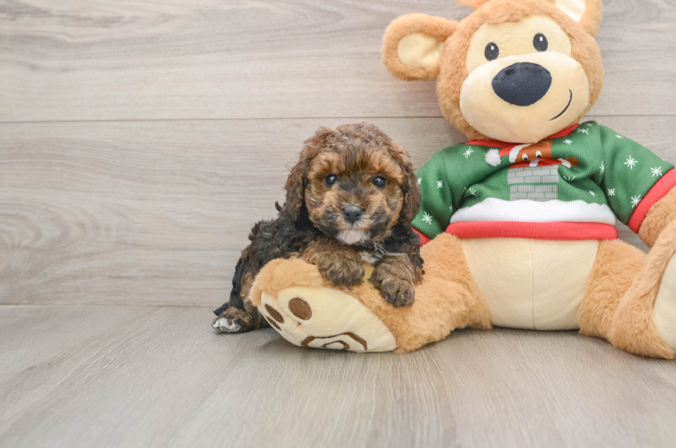 5 week old Poodle Puppy For Sale - Puppy Love PR