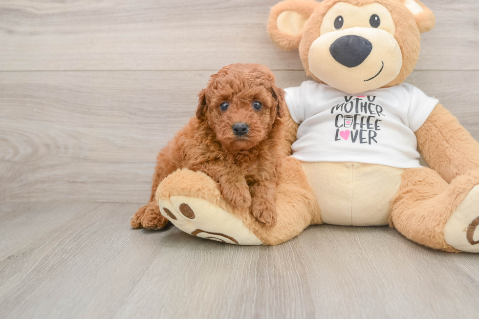 Playful Poodle Purebred Pup