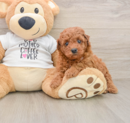 8 week old Poodle Puppy For Sale - Puppy Love PR