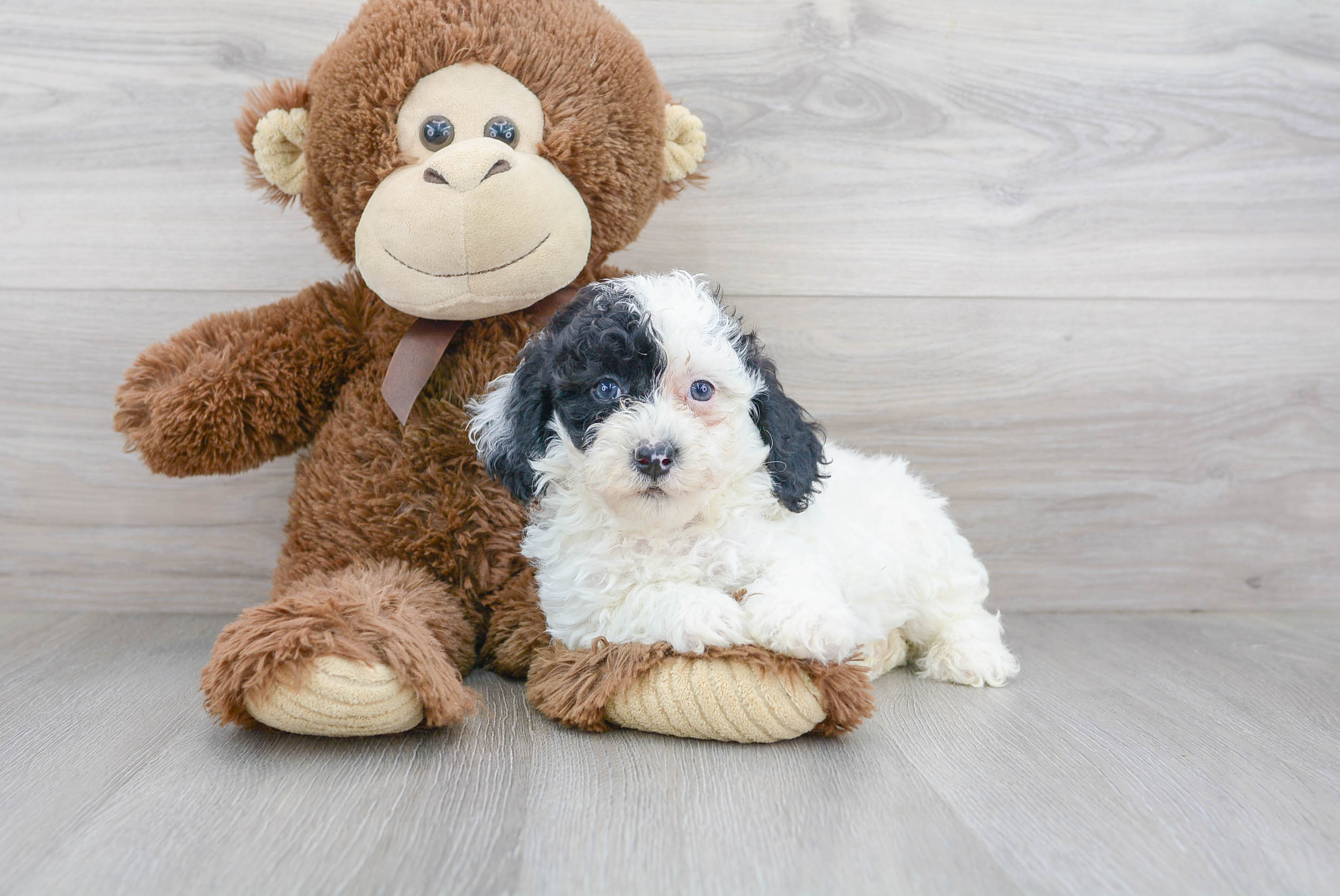 Cute Poodle Baby