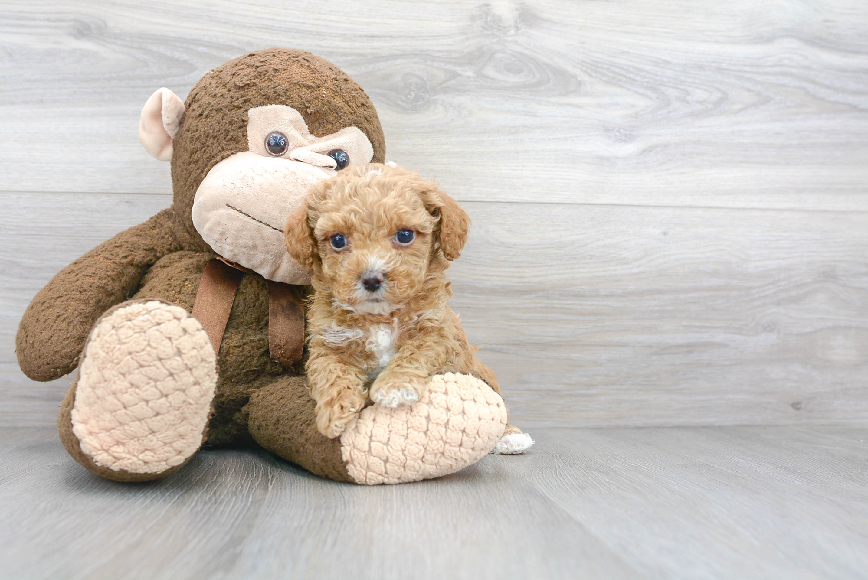 Poodle Puppy for Adoption
