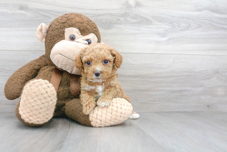 Meet Adobe - our Poodle Puppy Photo 1/3 - Puppy Love PR Poodle Puppy for Adoption
