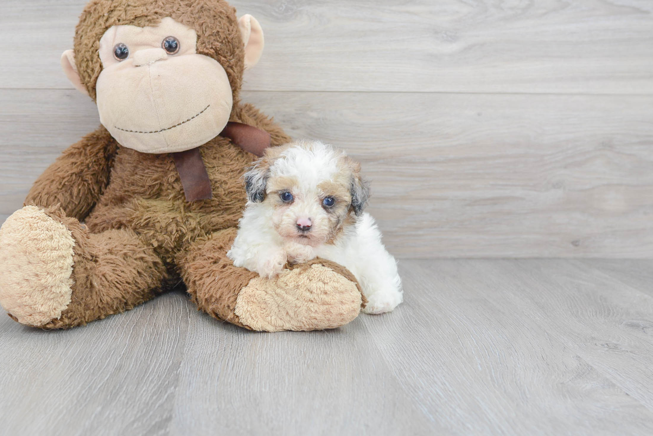 Poodle Puppy for Adoption