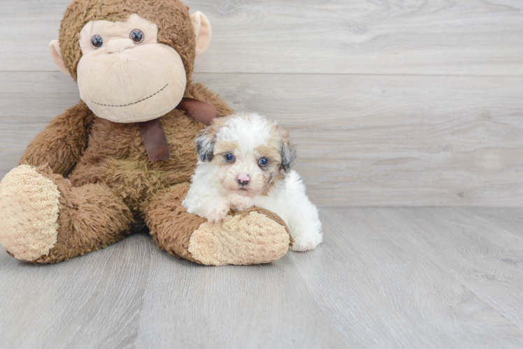Meet Adobe - our Poodle Puppy Photo 1/3 - Puppy Love PR Poodle Puppy for Adoption