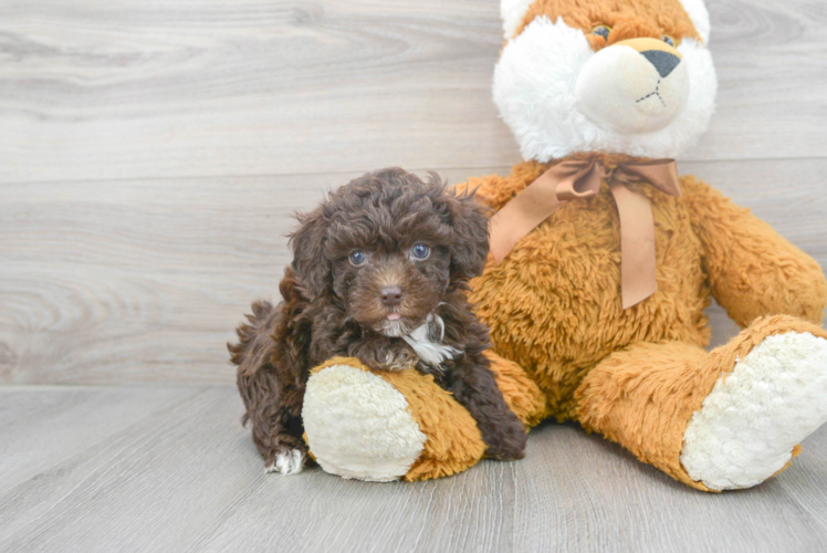 Meet Adobe - our Poodle Puppy Photo 1/3 - Puppy Love PR Happy Pudle Purebred Puppy