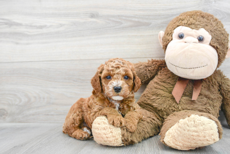 Popular Poodle Purebred Pup