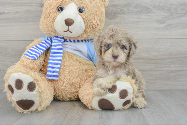 Meet Aldean - our Poodle Puppy Photo 1/3 - Puppy Love PR Cute Pudle Purebred Puppy