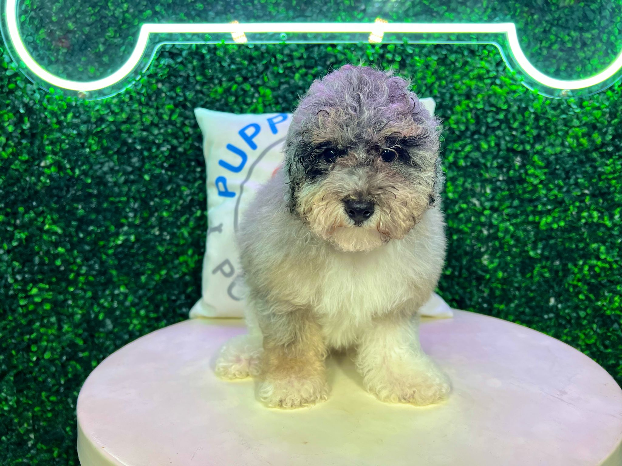 Cute Poodle Baby