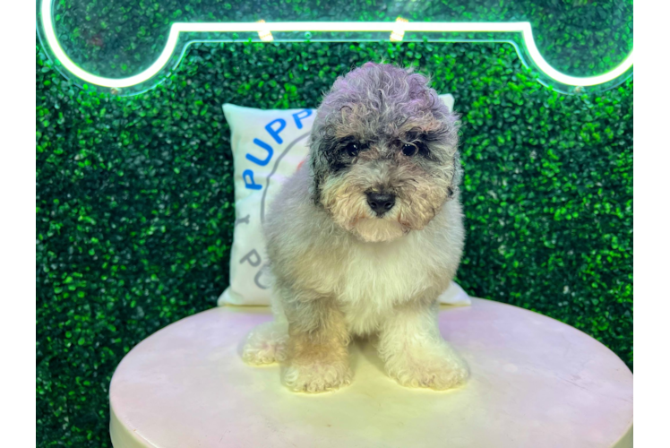 Meet Aldean - our Poodle Puppy Photo 1/4 - Puppy Love PR Cute Poodle Baby
