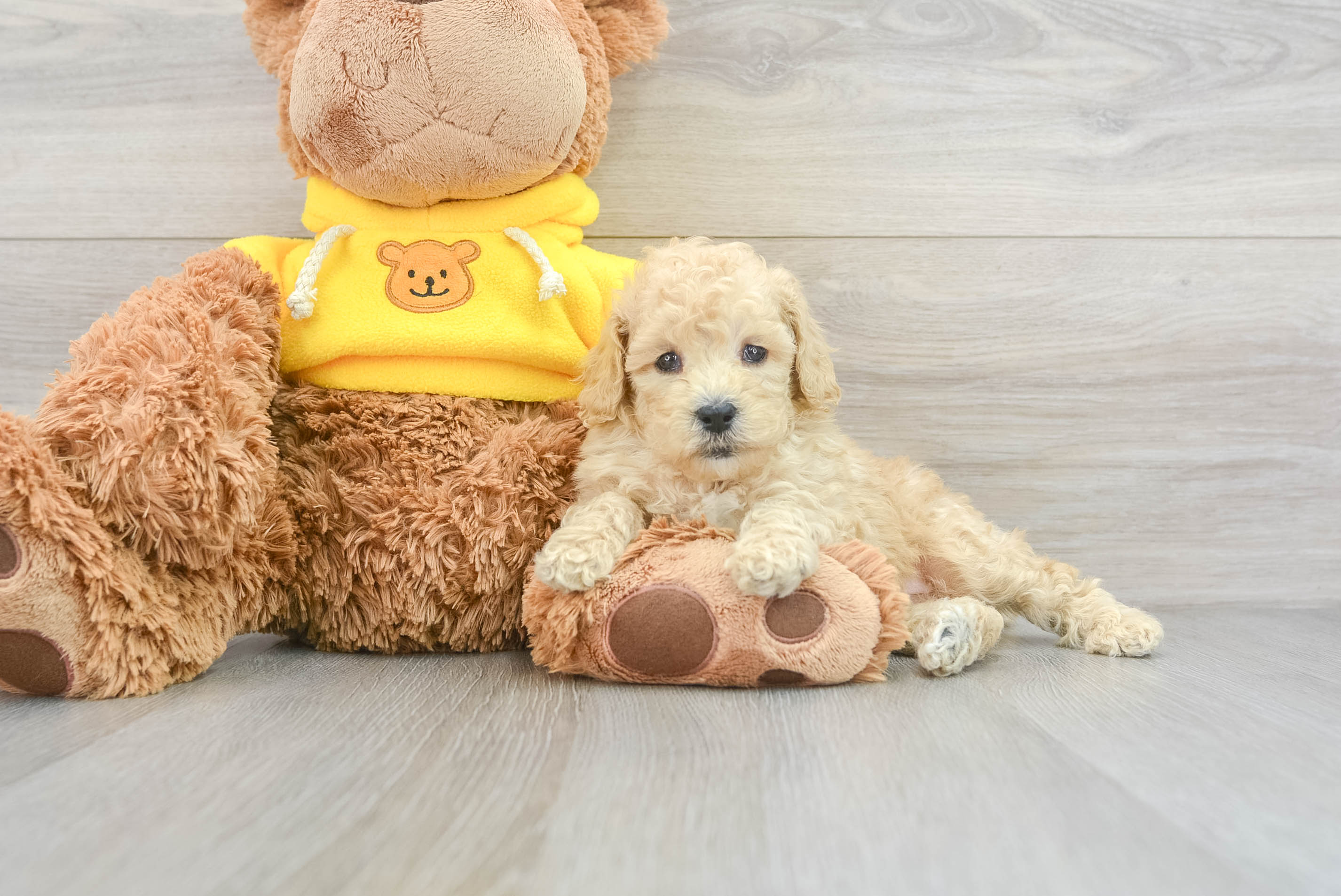 Sweet Pudle Purebred Puppy