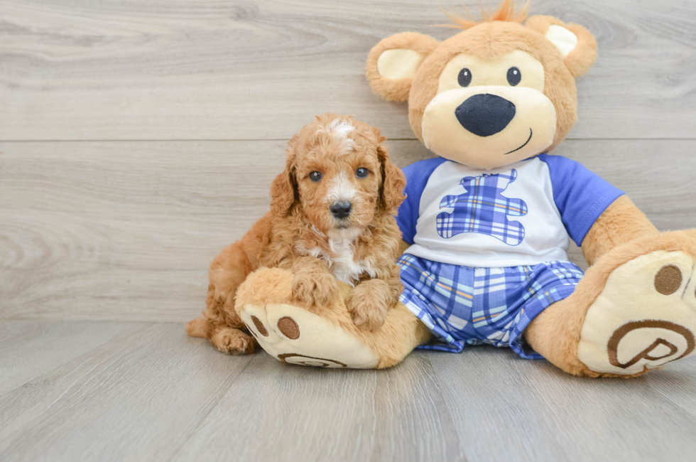 7 week old Poodle Puppy For Sale - Puppy Love PR