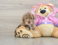 7 week old Poodle Puppy For Sale - Puppy Love PR