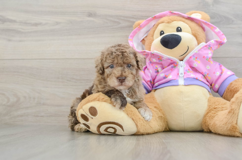 7 week old Poodle Puppy For Sale - Puppy Love PR