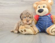7 week old Poodle Puppy For Sale - Puppy Love PR