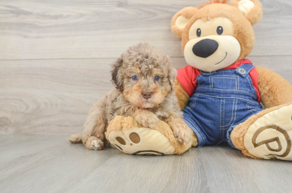 5 week old Poodle Puppy For Sale - Puppy Love PR