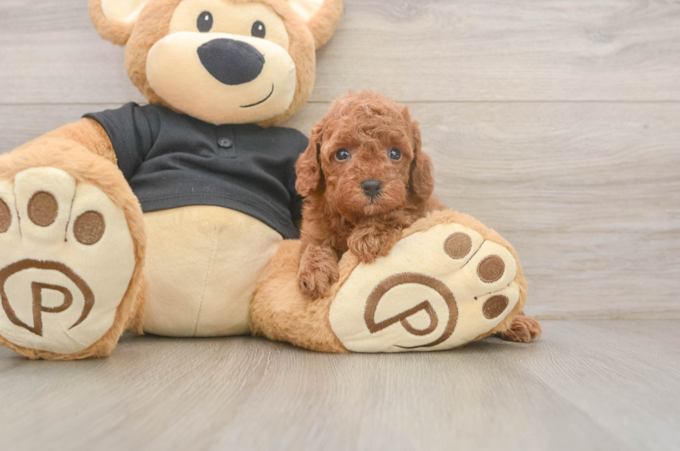 5 week old Poodle Puppy For Sale - Puppy Love PR