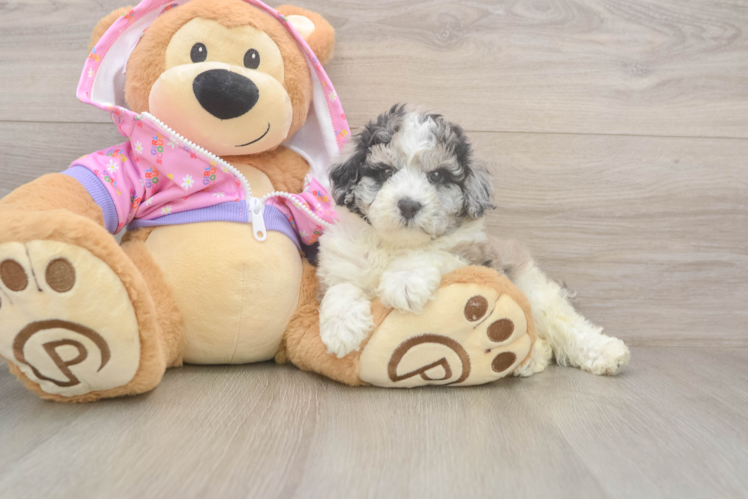 Smart Pooodle Purebred Puppy