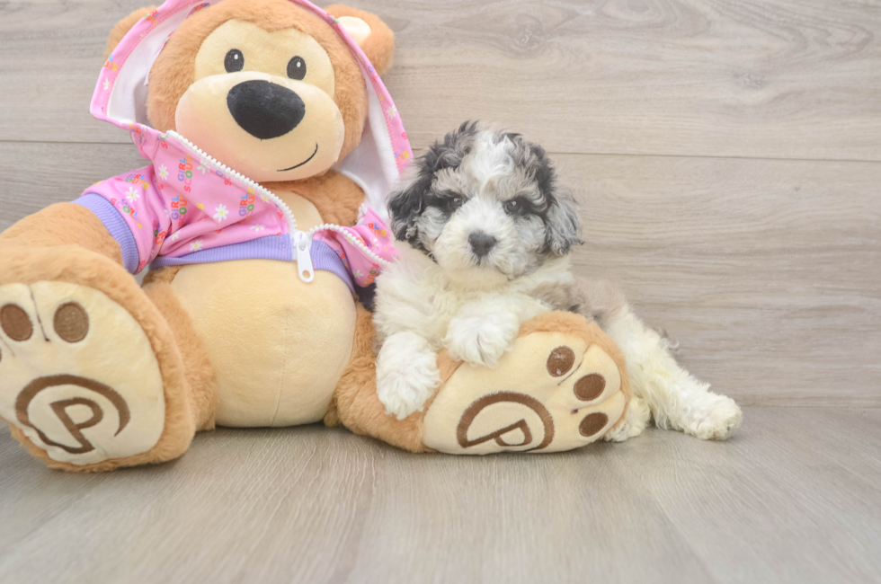 6 week old Poodle Puppy For Sale - Puppy Love PR