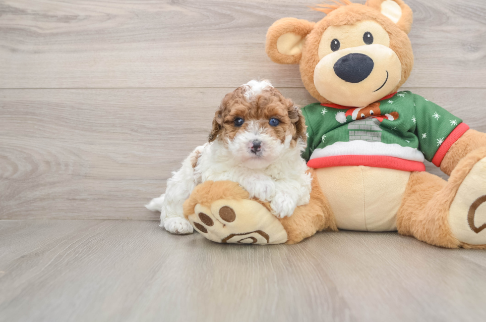 5 week old Poodle Puppy For Sale - Puppy Love PR