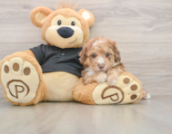 6 week old Poodle Puppy For Sale - Puppy Love PR