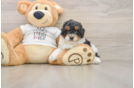 Poodle Puppy for Adoption