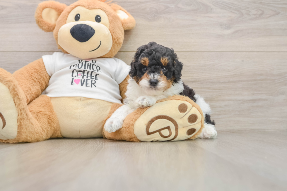 Poodle Puppy for Adoption