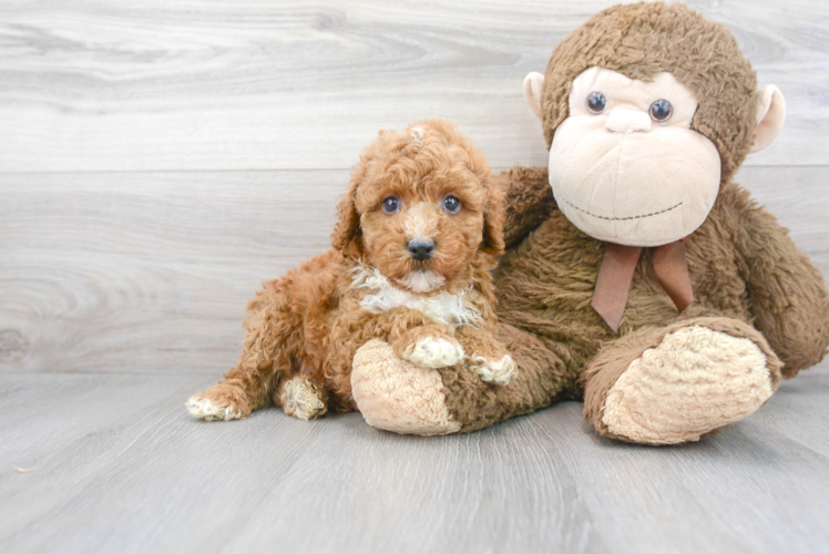 Meet Aldean - our Poodle Puppy Photo 1/3 - Puppy Love PR Cute Poodle Baby